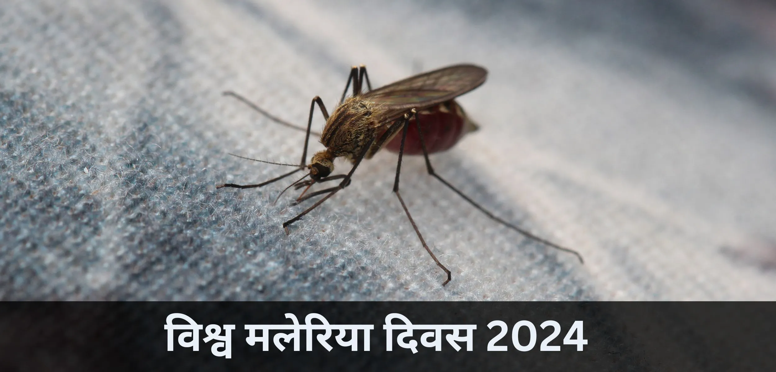 विश्व मलेरिया दिवस 2024