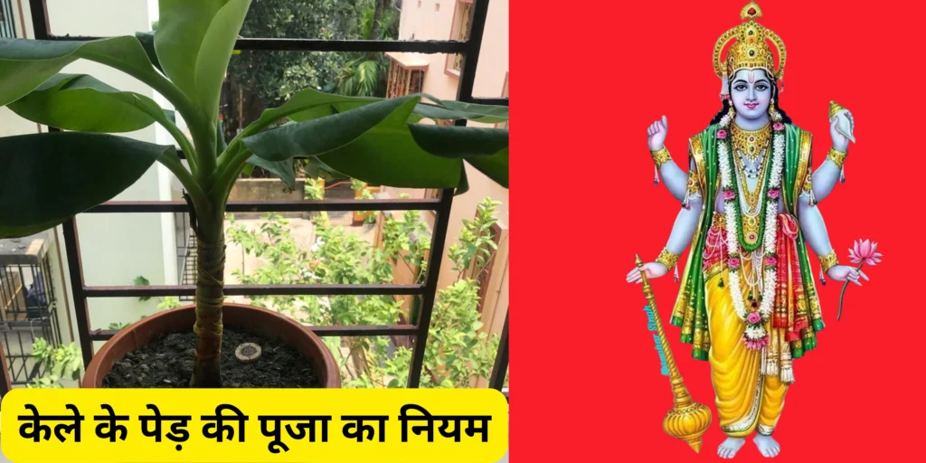 केले के पेड़ की पूजा का नियम